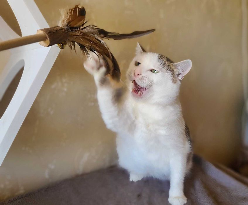 Ласкава красуня-кішечка Інга (1,5  роки). Стерилізована. Кошка