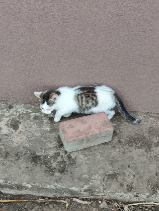 Kotki do adopcji