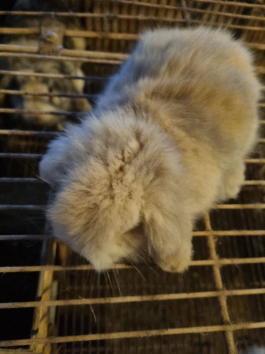 Coelhos anoes mini lop com 3 meses