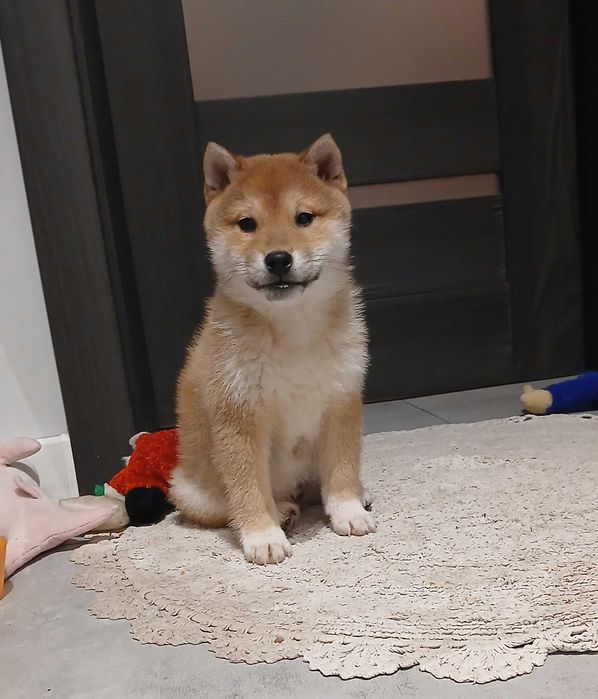 Piesek Shiba inu