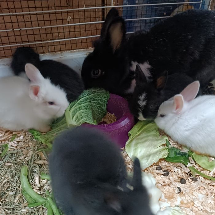 Coelhos anões de raça Orelhudos com Lion