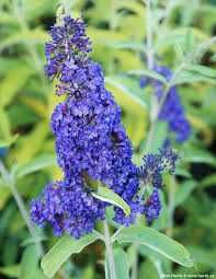 Budleja Dawida 5 ODMIAN Cena 28 zł