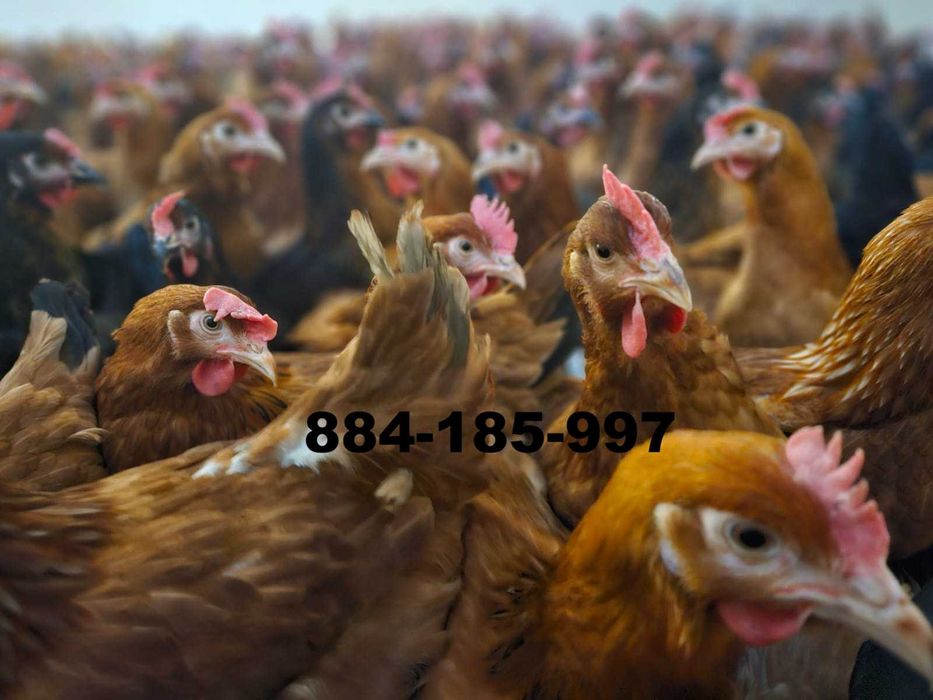 Młode kury nioski odchowane kurki ogólnoużytkowe ROSA