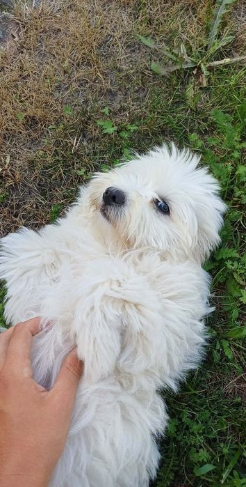 Coton de Tulear piękna suczka szczenię
