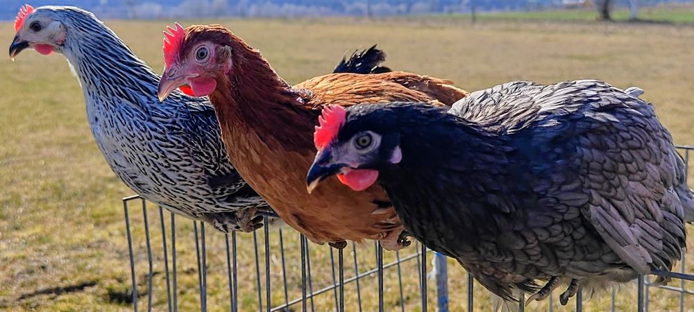 Kury Nioski Kurczęta Kogut