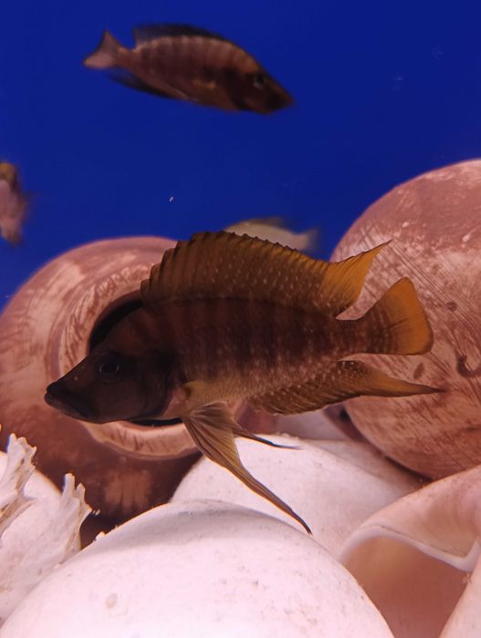Rybki dorosłe Altolamprologus Com. Fire Fin