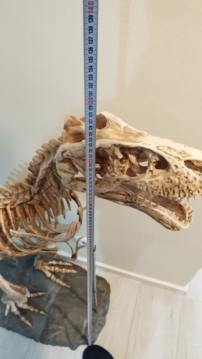Esqueleto dinossauro T- Rex