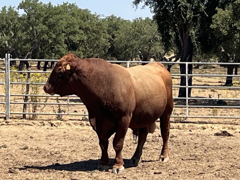 Touro  Aberdeen Angus