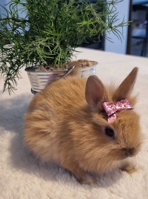 Krolik miniaturka "lew" idbiór Szczecin