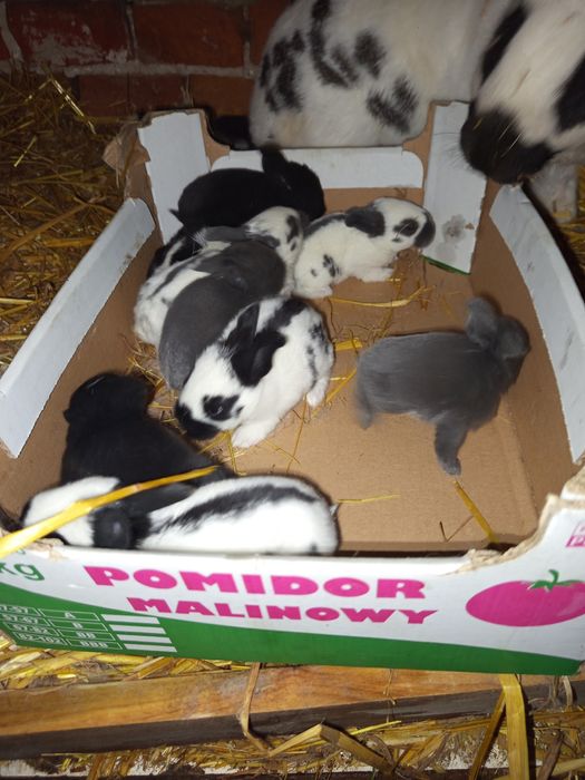 Sprzedam króliki srokacze na zdjęciu