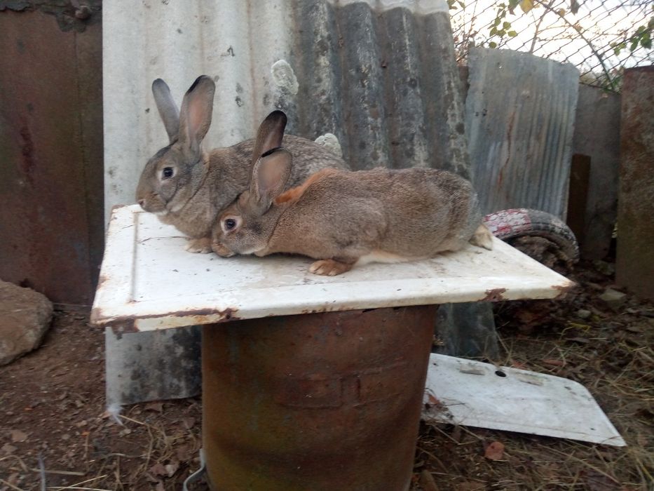 Продам кролі ,кролики