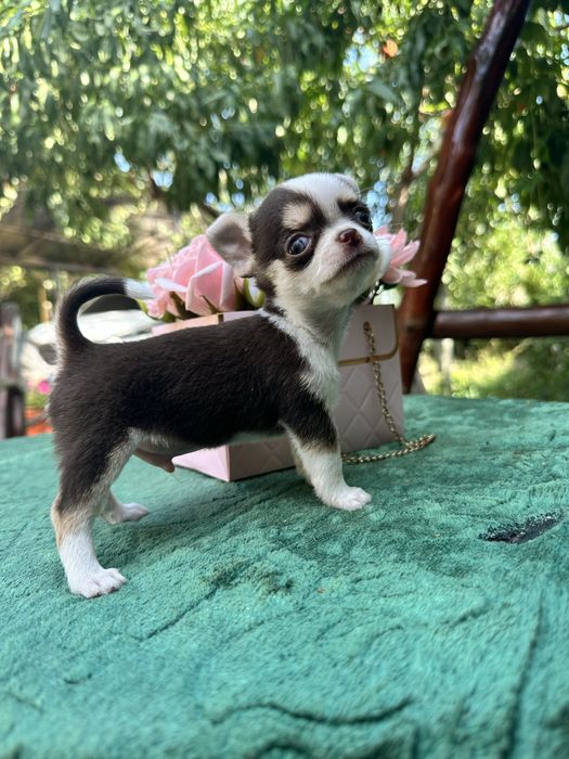 Міні хлопчик коббі тип