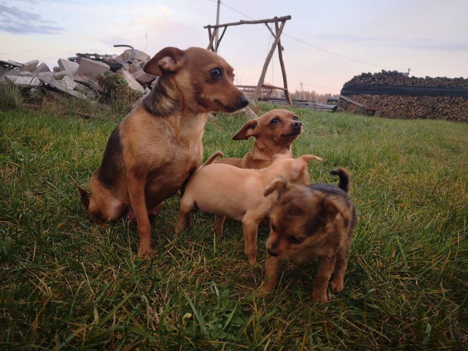 Пражські крисарикі цуценята