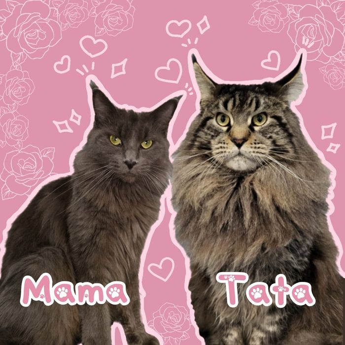 Duży kocurek Maine Coon -"Cukierek"