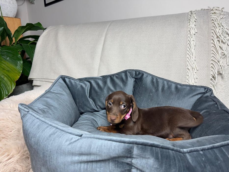 jamnik miniaturowy choco