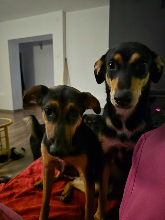 Ogłoszenie- ZAGINĘŁY 2 PSY