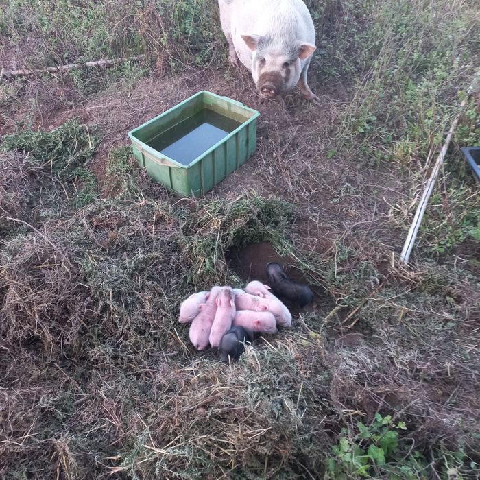Porcos mini pings está chegando o natal