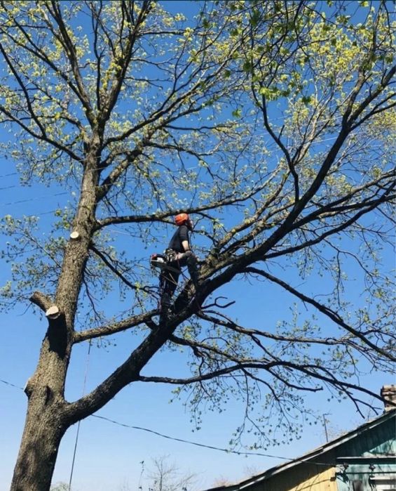 Спил деревьев дешево!