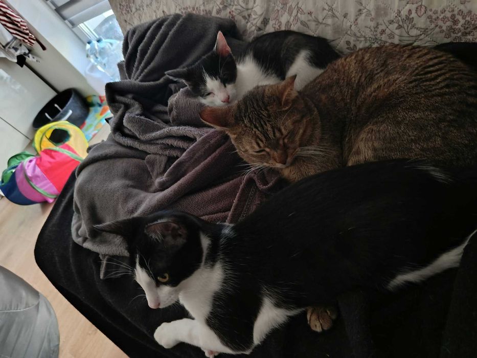 Niko: mały skarb, który roztopi każde serce. Gotowy do adopcji!