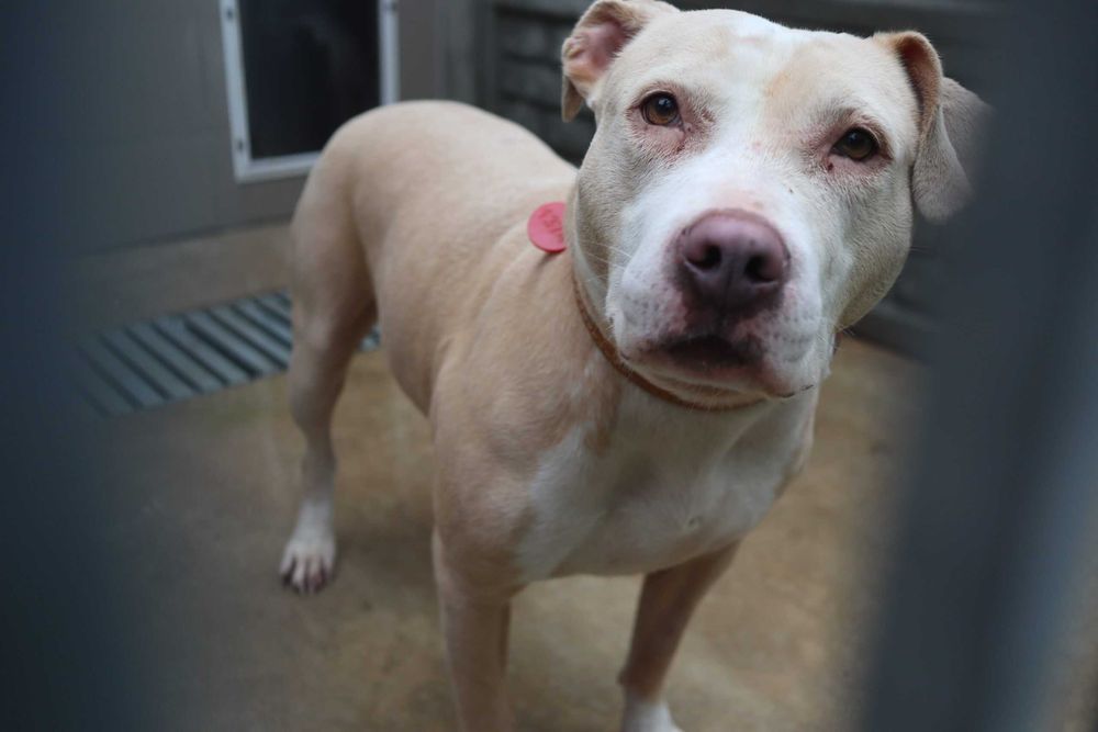 Hera mix amstaff choruje na nowotwór złośliwy skóry..