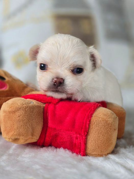 Cudna Chihuahua, ZkwP,  FCI!