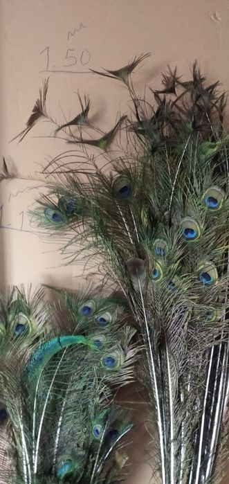 Vendo penas de pavão