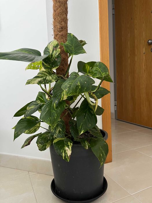 Oportunidade: Plantas Naturais de Interior , tamanho Grande!