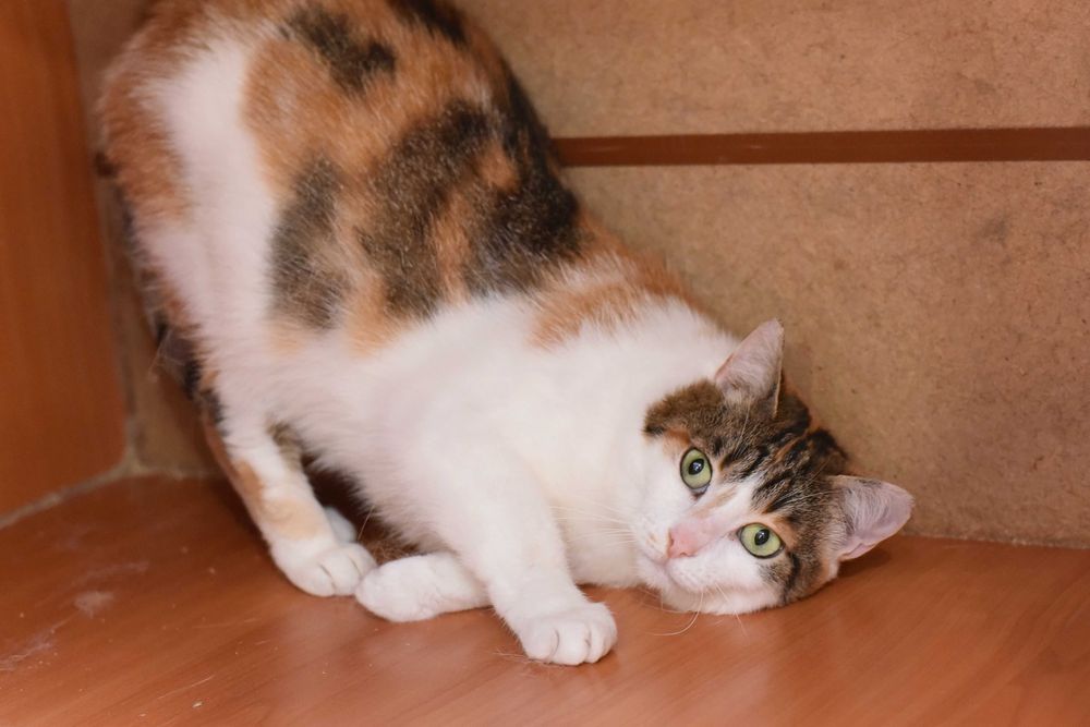 Нежная кошечка Цветочек ищет свой дом