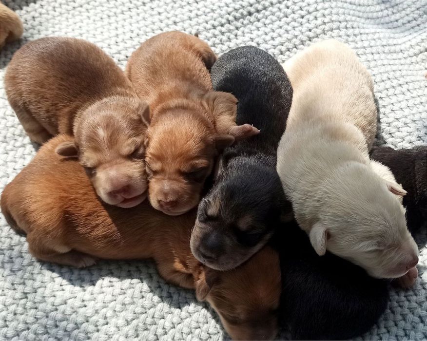 Цуценята шарпей /овчар