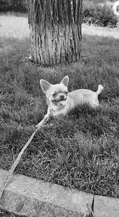 Чихуахуа вязка.За щенка либо по договору