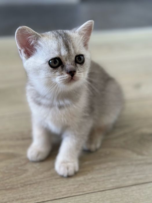 Кошеня (дівчинка, срібляста шиншила, шотландська прямовуха)