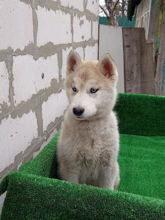 Чистокровная Девченка хаски