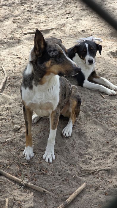 Cães para adoção responsável  M/F