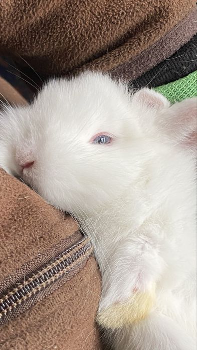 Coelho anão (Branco de olhos azuis)