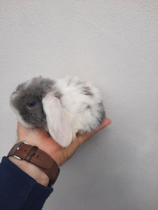 Coelhos anões várias raças