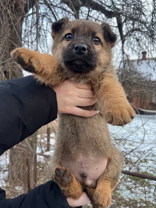Пушистие щенки мальчики и девочки в хорошие руки
