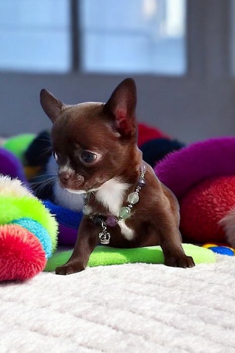 красавица чихуахуа девочка