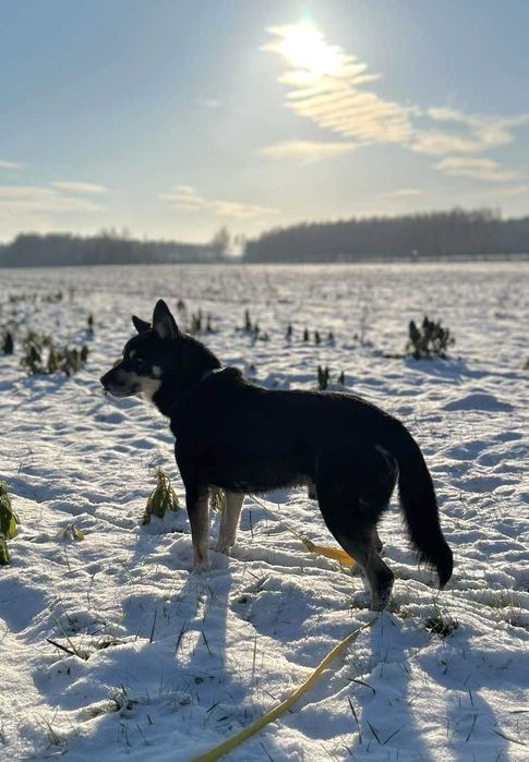 Dojrzały psiak Wojtek szuka domu