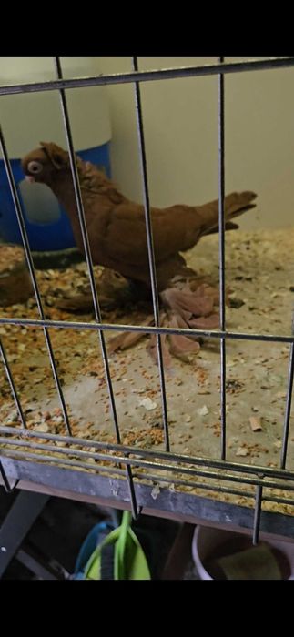 Wywrotek mazurski 2025r samczyk