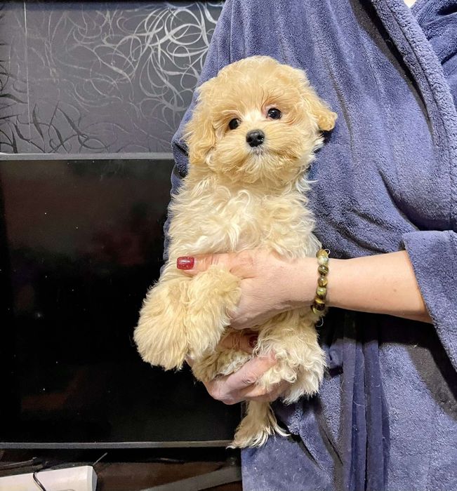 Щенок мальтипу ф1 мальчик