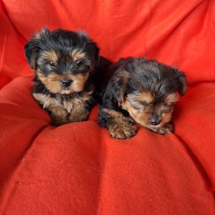 Yorkshire terrier rodowód +wyprawka