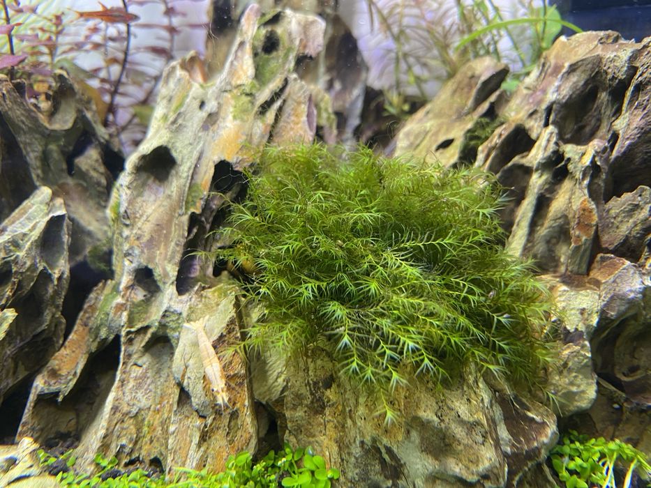 Phoenix moss - rarytas