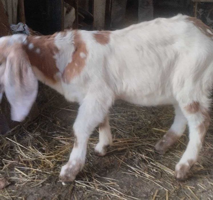 Продається цап каморі-нубійський