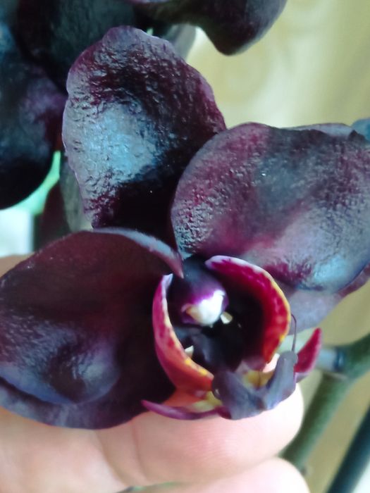 Фал.Black Swan (Чорний лебідь)