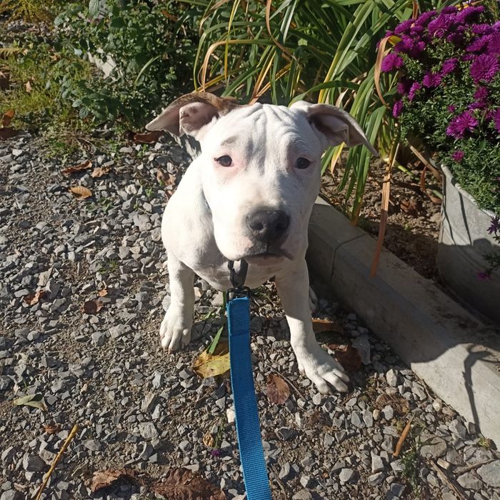 Bella piękna suczka amstaff