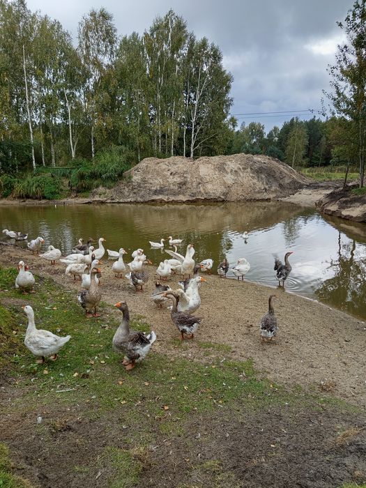 Gęsi kołudzkie, garbonosy i mieszańce