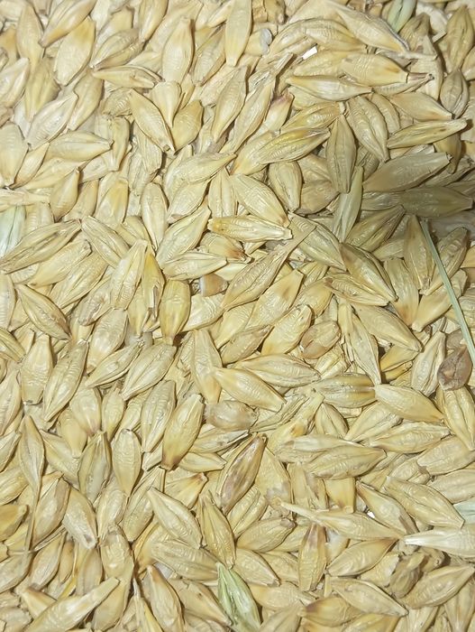 Sprzedam jęczmień jary