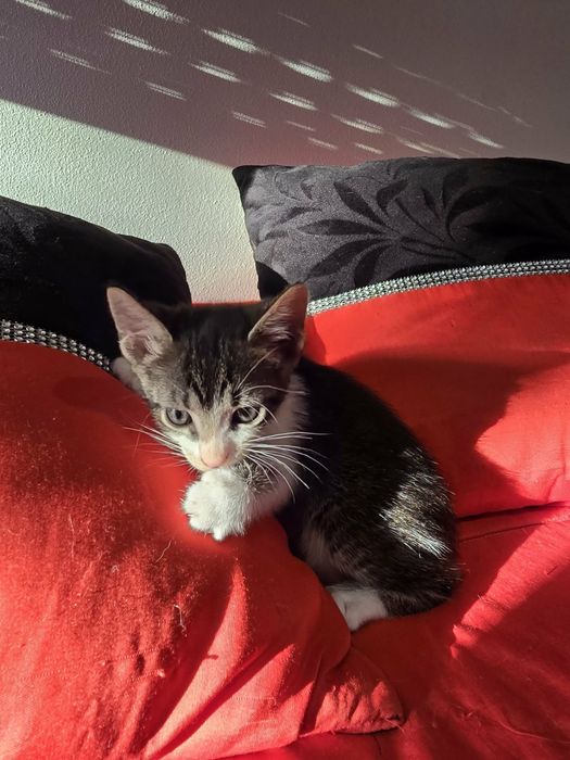 Gatinhos para adoção