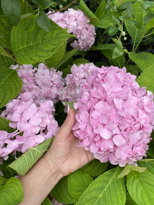 Гортензія широколиста