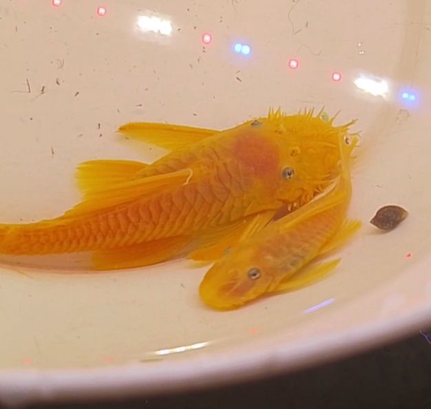 Para zbrojnik  l144 lemon Gold glonojad ancistrus
